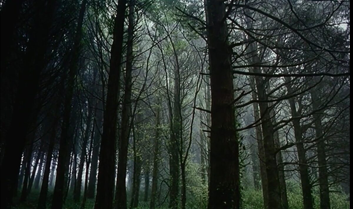 Bosque conárboles tomando color. Frágil Como o Mundo. Rita Azevedo. estrellamillansanjuan.es