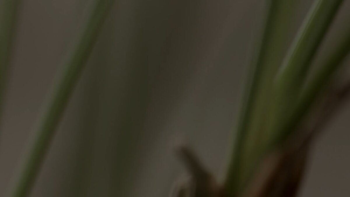 Plano detalle difuminado planta casa Luis de Pablo. DÉJAME HABLAR. Samuel Alarcón. estrellamillansanjuan.es