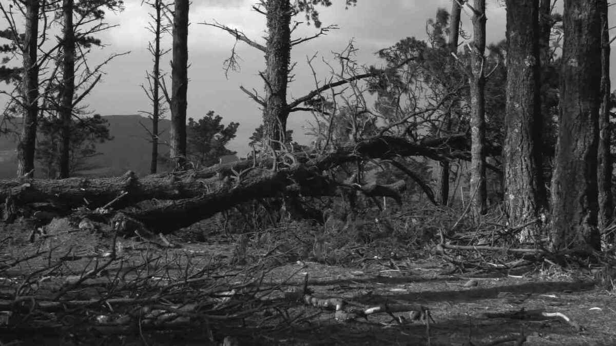 PAISAXES DA CAPELADA (2017) de Alberto Lobelle 6 Árbol muerto y caído en boque. Paisaxes da Capelada. Alberto Lobelle. estrellamillansanjuan.es