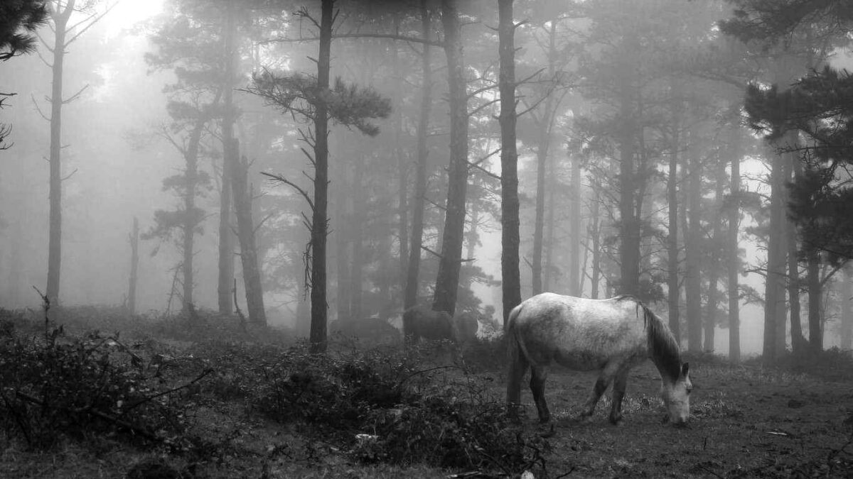 PAISAXES DA CAPELADA (2017) de Alberto Lobelle 2 Caballo en bosque con niebla. Paisaxes da Capelada. Alberto Lobelle. estrellamillansanjuan.es